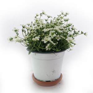 SASSIFRAGA Vase 14 cm weiß