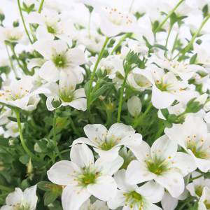 white saxifrage flower vase 14 cm white