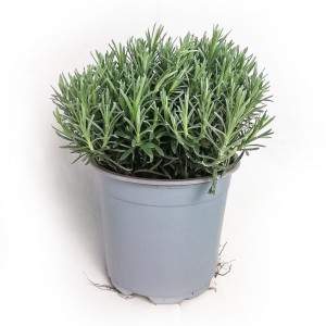 Helichrysum italicum wazon 14cm