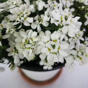 Iberis sempervirens vase 14cm