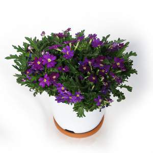 Verbena vase 14cm Purple