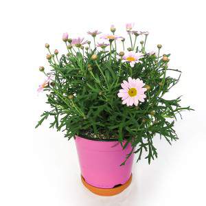 Daisy vase 14cm pink