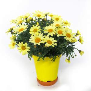 Vase marguerite 14cm jaune