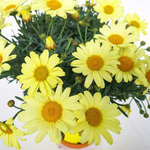 Daisy vase 14cm yellow
