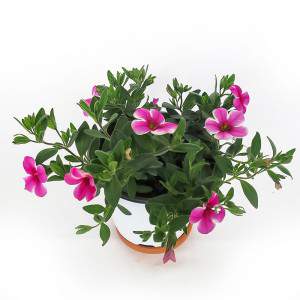 VASE CALIBRACHOA 14cm ROSE