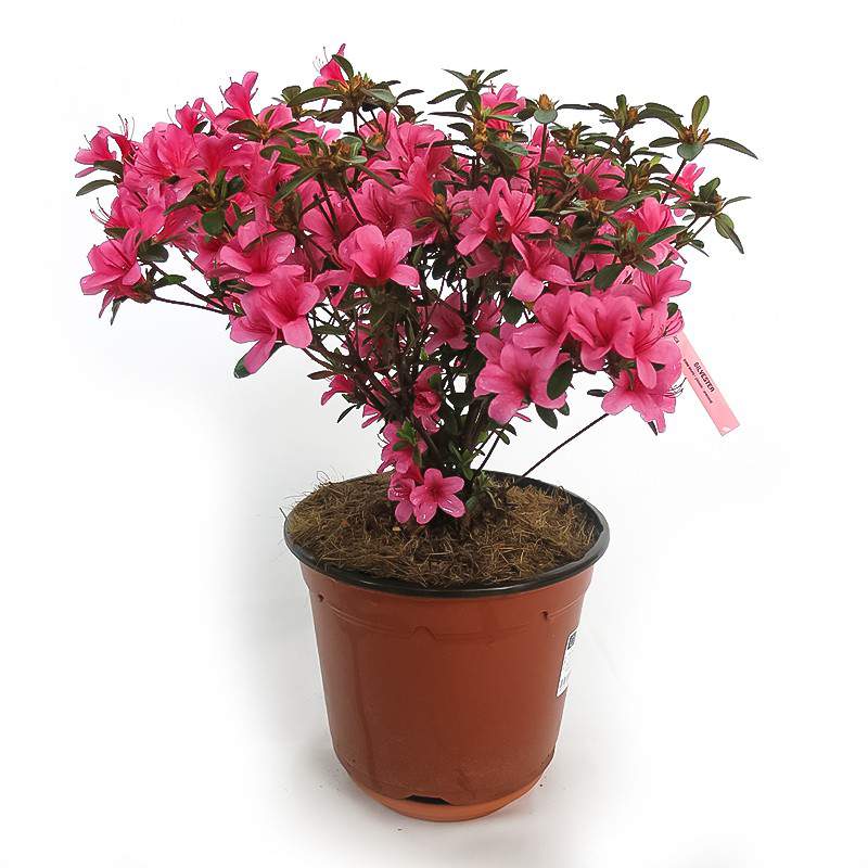 Azalea Japonica- Rosa delle Alpi