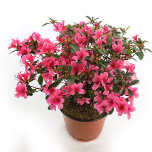 Azalea Japonica- Rosa delle...