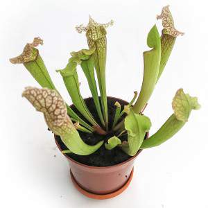 SARRACENIA WAZON NA ROŚLINY MIĘSOŻERNE 9cm