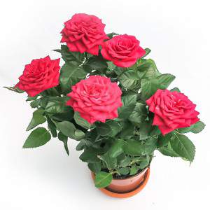 Rosa Amorosa rosa Vase 10cm