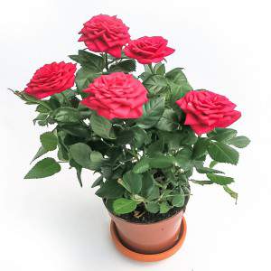 Rosa Amorosa rossa vaso 10cm