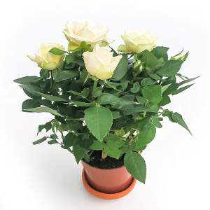 Rosa Amorosa weiße Vase 10cm