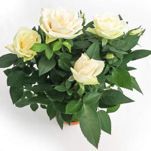 Rosa Amorosa weiße Vase 10cm