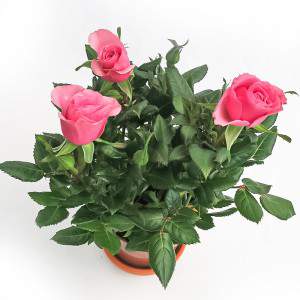 Rosa Amorosa pink vase 10cm