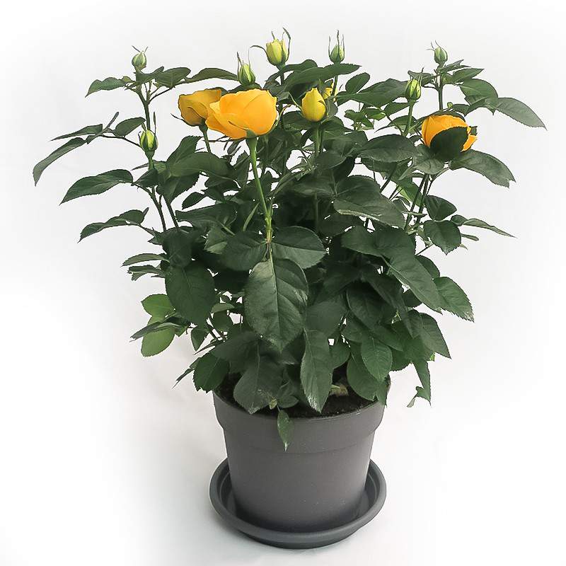 ROSA Palace® vase 17cm yellow