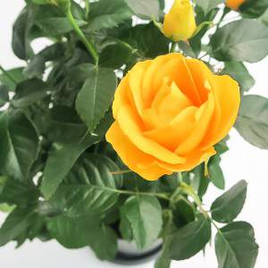ROSA Palace® wazon 17cm żółty