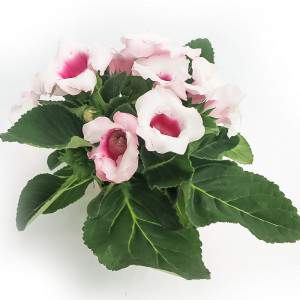 GLOXINIA VASO 12cm