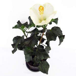 Pianta hibiscus bianco vaso 14cm