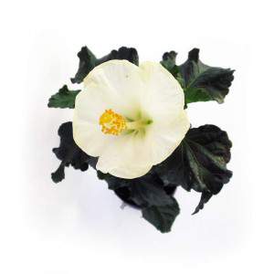 Pianta hibiscus bianco vaso 14cm