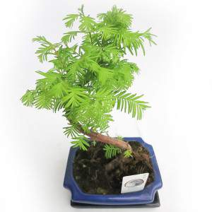 METASEQUOIA BONSAI DA ESTERNO