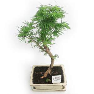 PSEUDOLARIX BONSAI DA ESTERNO