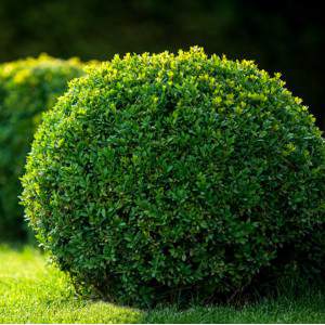 Bosso o Buxus Sempervirens