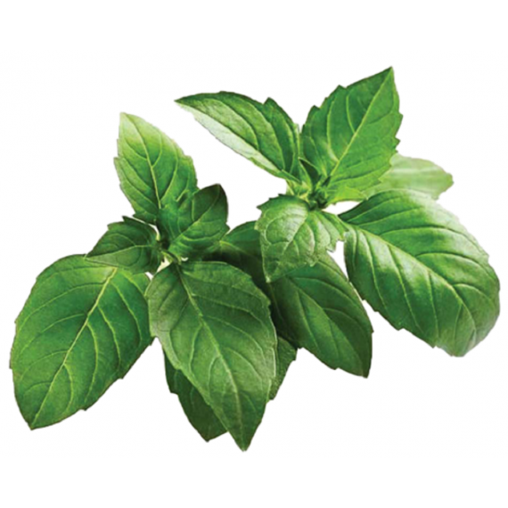 ALPINE MOUNTAIN BASIL LEAVES