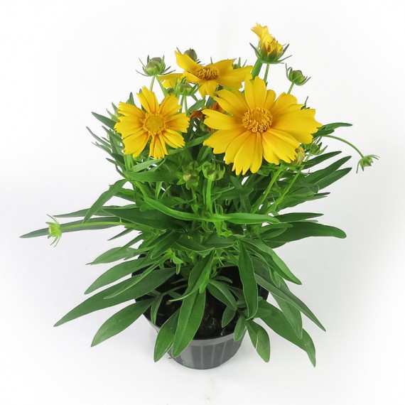 WAZON COREOPSIS 14cm