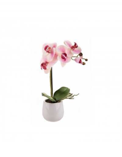 Phalaenopsis avec vase rose