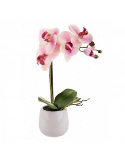 Phalaenopsis with Pink Vase