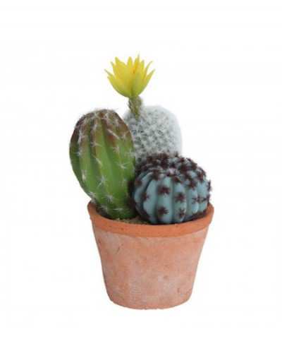 Cactus in vaso di...