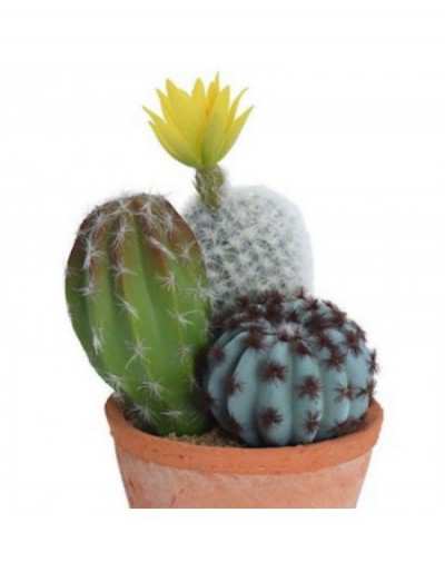 Cactus en Pot Terre Cuite...