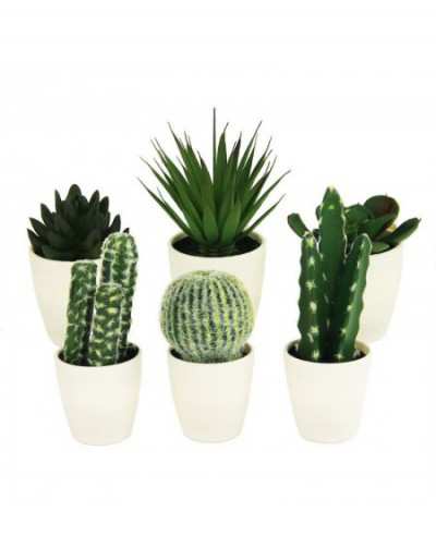 Cactus em White Pot