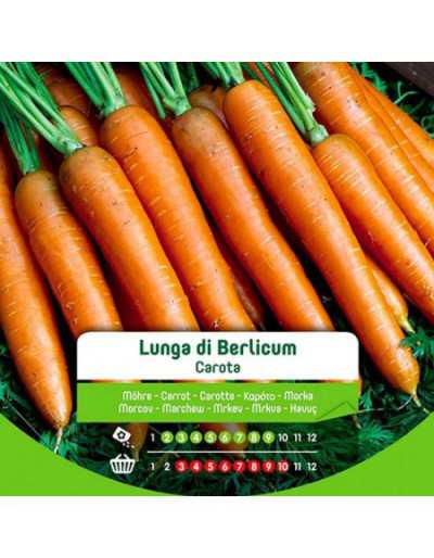 Berlicum Long Carrot Seeds...