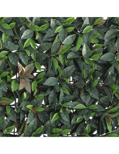 Verdecor Photinia hedge