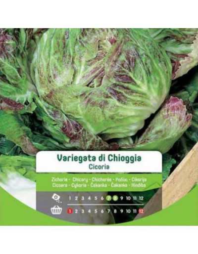 Chioggia Variegated Chicory...