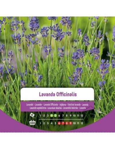 Lavender Officinalis Seeds...