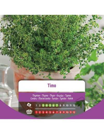 Thyme Seeds in Bag