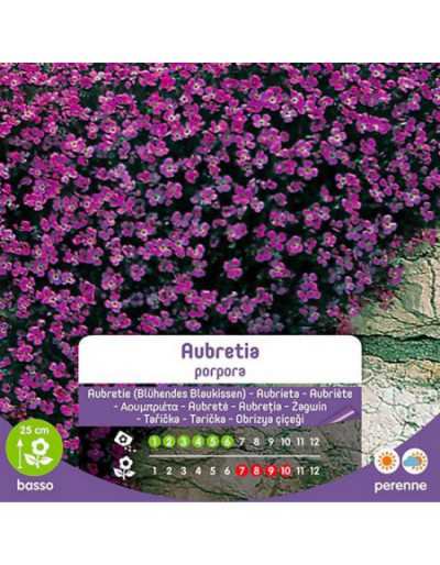 Purple Aubretia Seeds in Bag