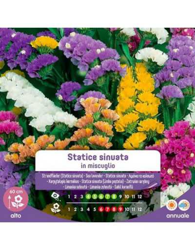 Statice Sinuata Seeds in...
