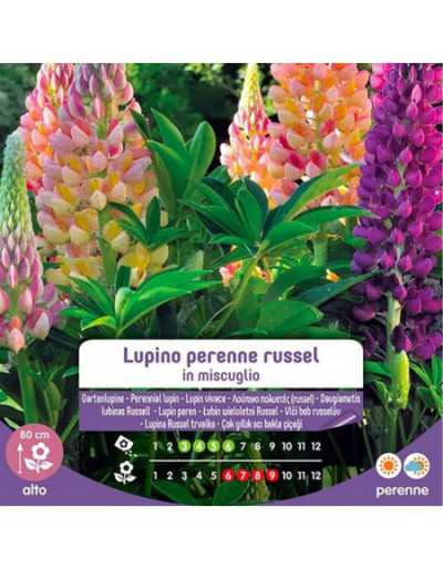 Russel Perennial Lupine...
