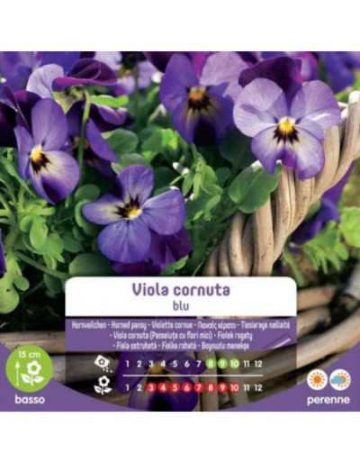 Blue Cornuta Viola Seeds in...