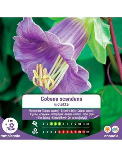 Cobaea Scadens violfrön i påse