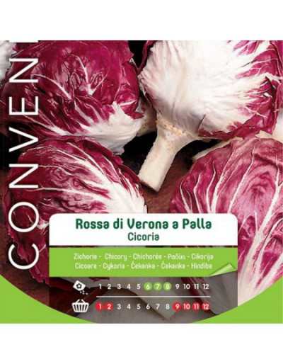 Red Chicory Seeds of Verona...