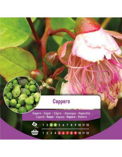 Caper seeds in envelope