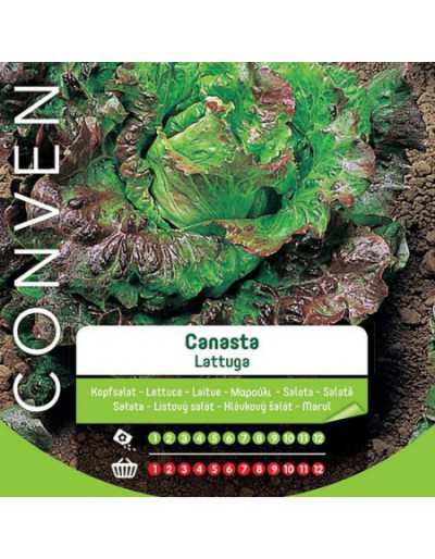 Canasta Lettuce Seeds in...