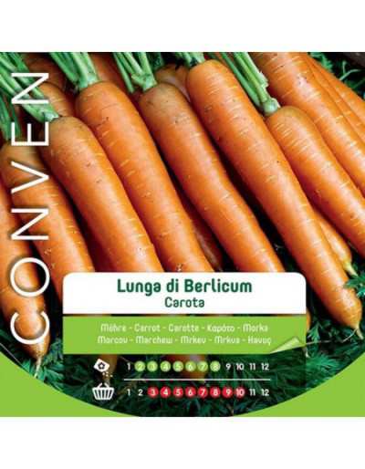 Long Carrot Seeds - Maxi