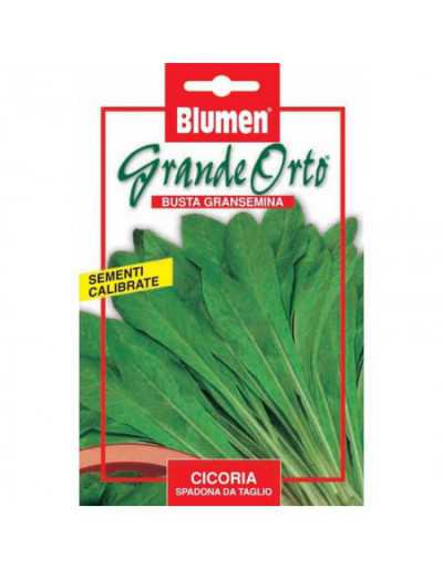 Spadona Chicory Seeds - Maxi