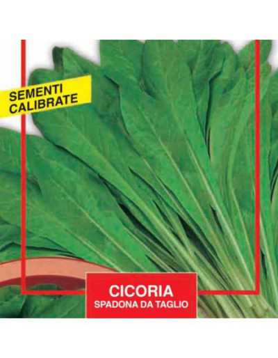 Spadona Chicory Seeds - Maxi