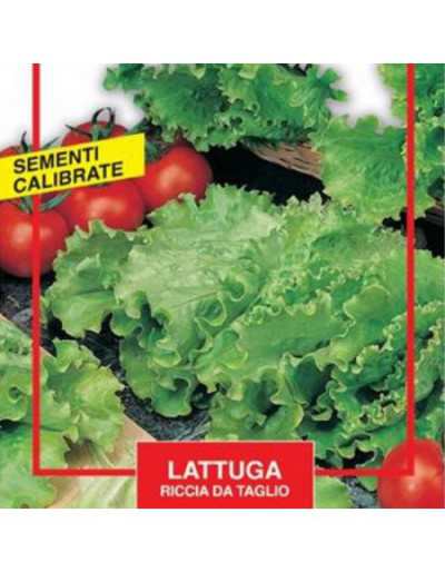 Curly Lettuce Seeds - Maxi
