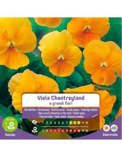 Large-flowered Viola...